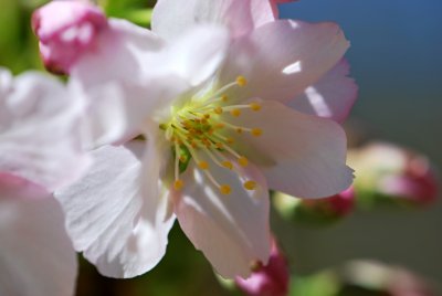 Prunus subhirtella 'Pendula' - višeň chloupkatá - květ detail